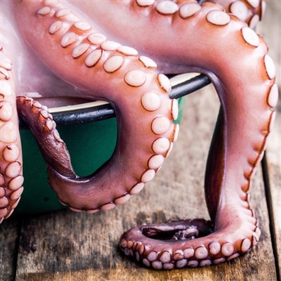 Kaheksajala, kalmaari, seepia ja muude molluskite uurimine(B)