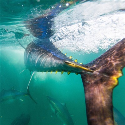 Uuring näitab mereandide 