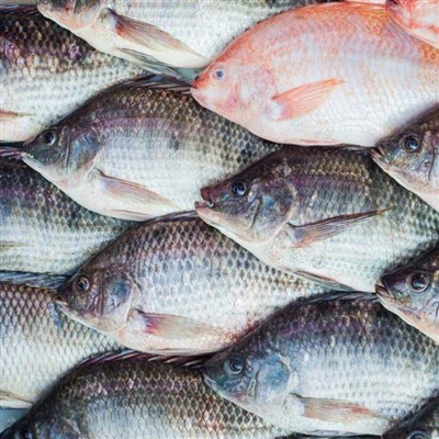 Tilapia turu trendid