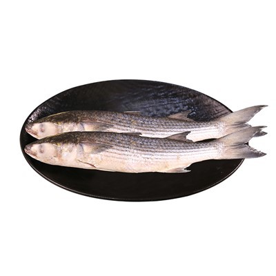 Frozen Grey Mullet roogitud uus hooaeg