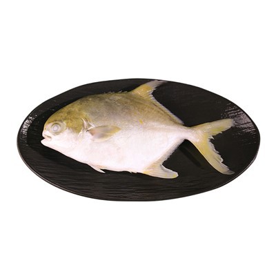 Kollane Pomfret