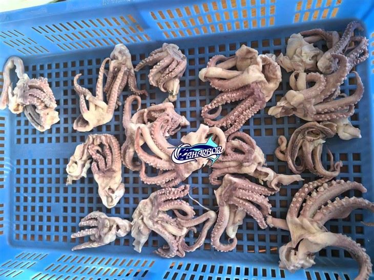 Frozen Calamari Head Tentacle