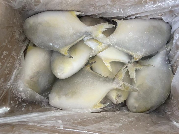 Frozen Fish For Golden Pompano