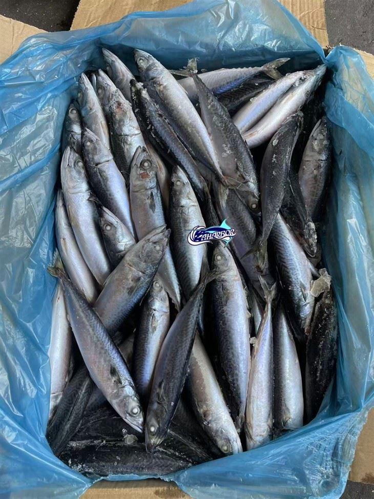 Frozen Pacific Chub Mackerel best