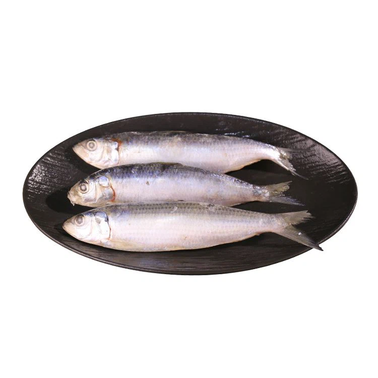Külmutatud sardiini BQF