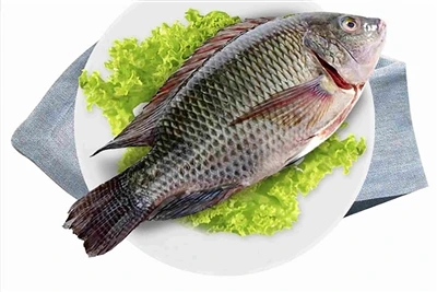 Tilapia