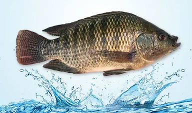 Tilapia tooraine hinnad püsivad stabiilsed, kuid tarnekindlus