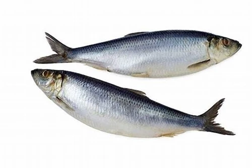 Jaapani Vaikse ookeani sardiinide püügikohad varisesid kokku, 24 seinnoodaga ...