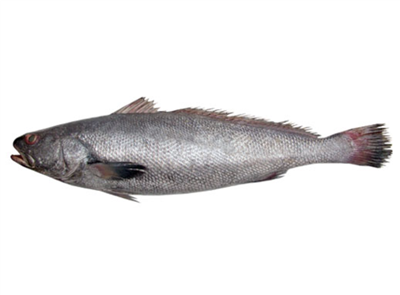 Külmutatud pruun Mulloway roogitud