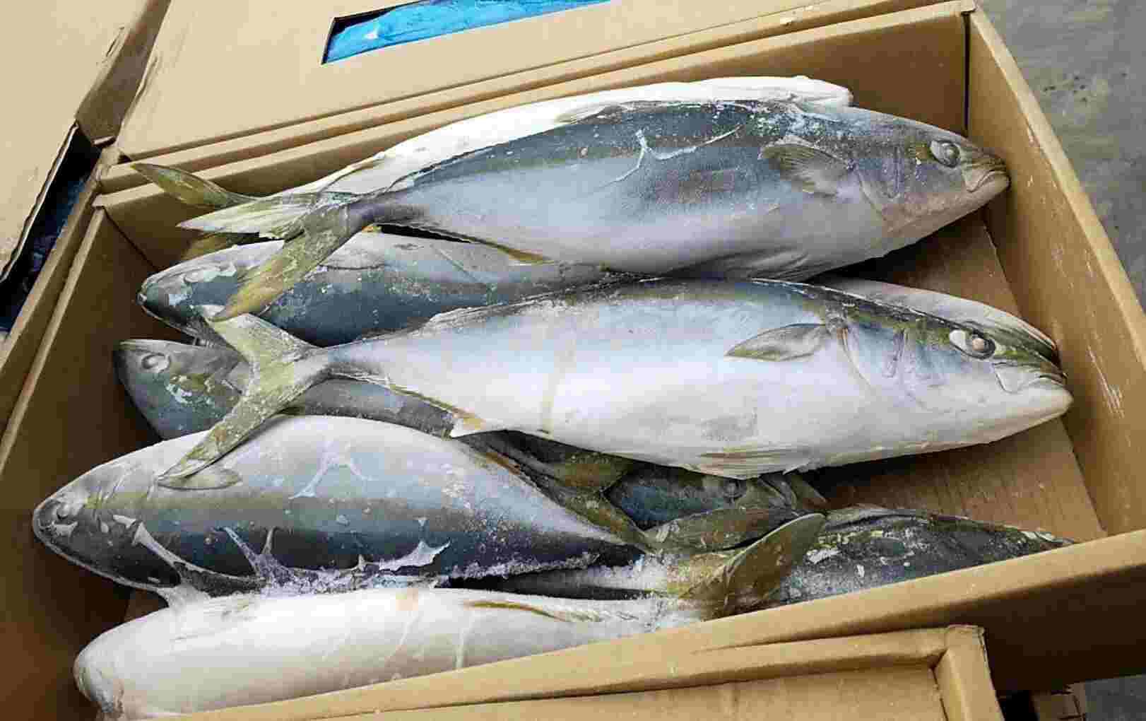 KÜLMUTATUD APELSIN KALA